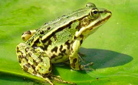 ���������ӡ������(15ƪ)