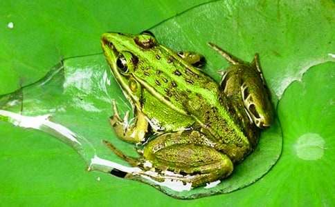 �ɰ���С��������