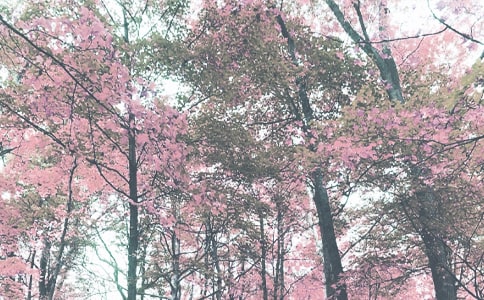 �＾��ѧ�����ܽ�