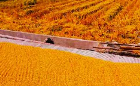 秋收_四年级作文