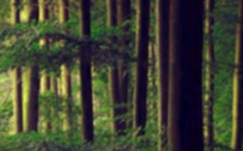 有关森林的作文300字四篇