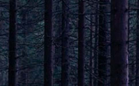 ɭ�ַ���Ӧ��Ԥ����ȫ��15ƪ��