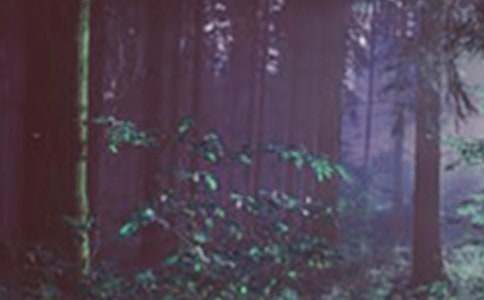 ɭ�ַ���������ܽ�