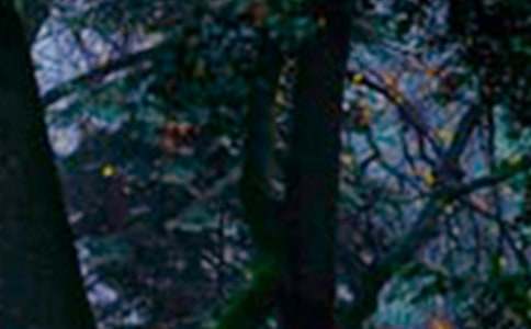 ����ɭ������������10ƪ