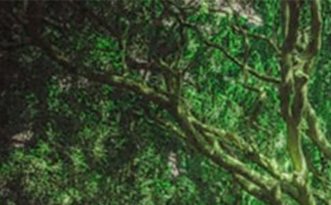 ɭ�ַ����Ӧ����ʩԤ��