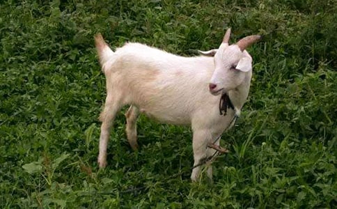 ��ɽ�򲻳����òݡ������(����15ƪ)