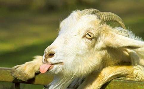 《山羊不吃天堂草》读后感集合(15篇)