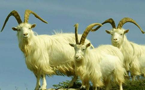 ��ɽ�򲻳����òݡ������