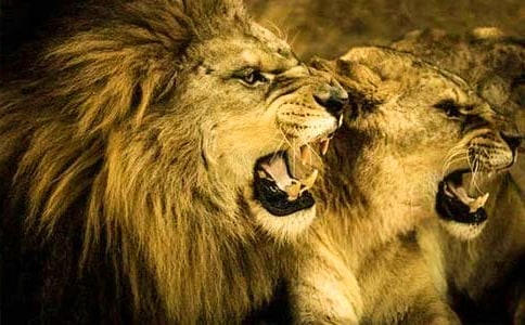 ʨ�����ۺ�м���15ƪ