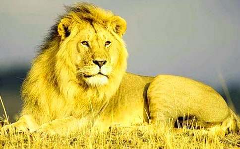 蚊子和狮子读后感(汇编4篇)