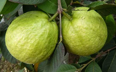 ʯ����Сѧ����