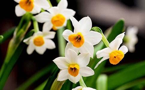 �ҵ�ֲ������ˮ�ɻ�����