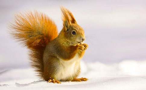 �ɰ���С��������