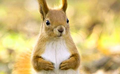 ���꼶����������ƪ