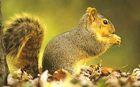 [��ѡ]�ɰ���С��������9ƪ