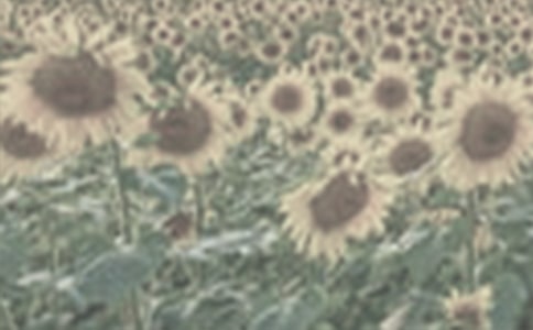 ��ѡ̫�������꼶����4ƪ