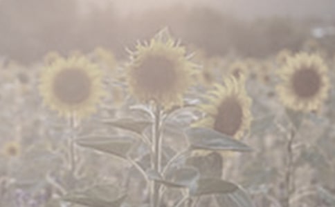 �й�̫�������꼶����5ƪ