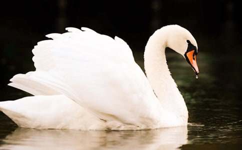 【精】《吹小号的天鹅》读后感