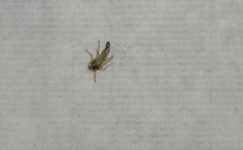 ����һֻ�������ġ���ѡ��