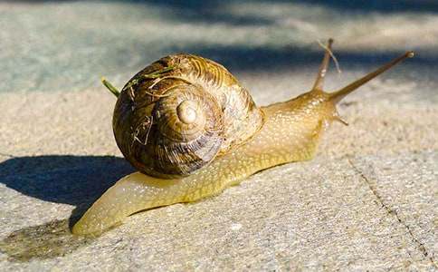 С��ţ����15ƪ