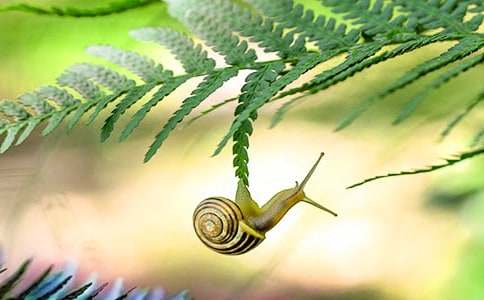 有趣的小蜗牛作文