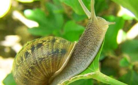 �ҵ�С��ţ����(�ر�)