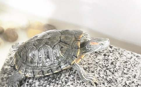 我家的小乌龟作文600字