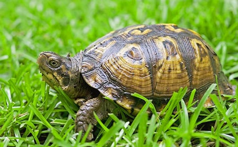 ������С�ڹ꡷�����(��ѡ11ƪ)