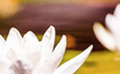 ���������ʺ����