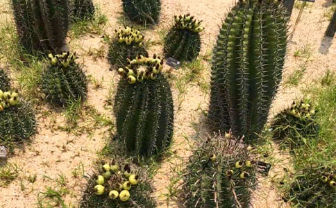 ����������(����)