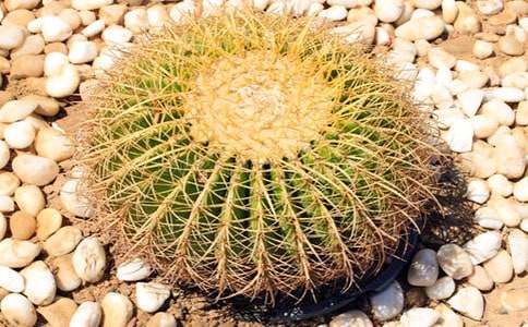 �ҵ�ֲ����������������