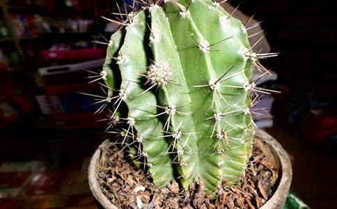 我喜爱的仙人掌作文