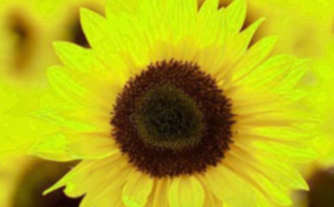 �ҵ�ֲ���������տ�����