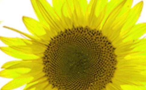 描写向日葵的作文(合集15篇)