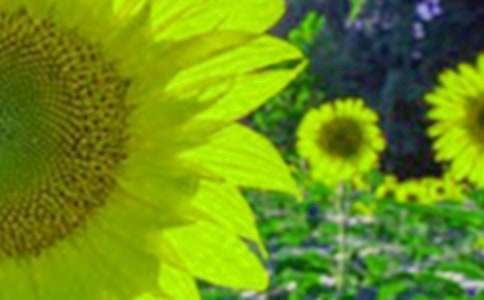 ��д���տ�������15ƪ