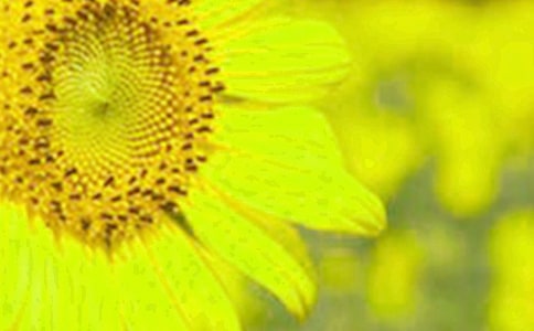 向日葵正能量的句子