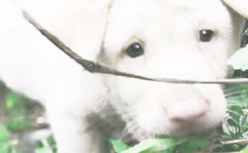 �ɰ���С����������(�ϼ�9ƪ)