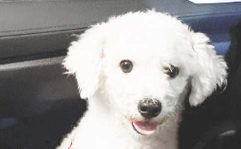 可爱的小狗话题作文集合11篇