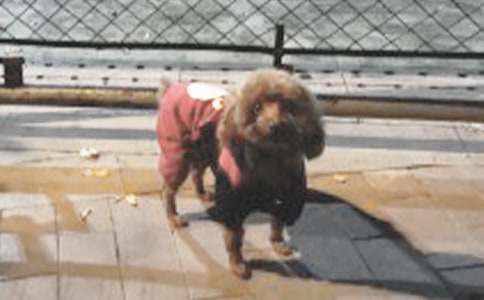 ��ѡС������500�ֺϼ���ƪ