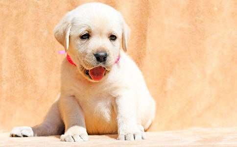 有关我家小狗作文500字锦集9篇