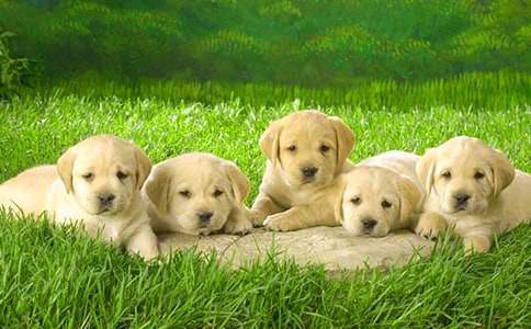 �ҵĶ�������С����������