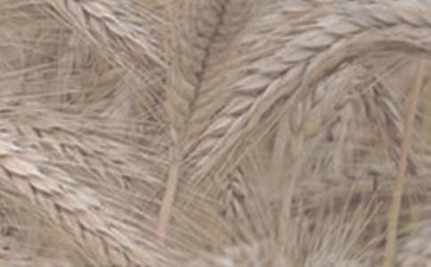 С������Э����