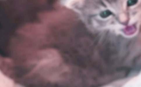 ����Ʒ��СèСѧ����300�ֻ���8ƪ