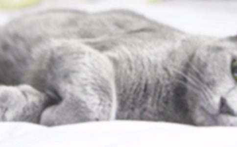 �ɰ���Сè������500����ƪ