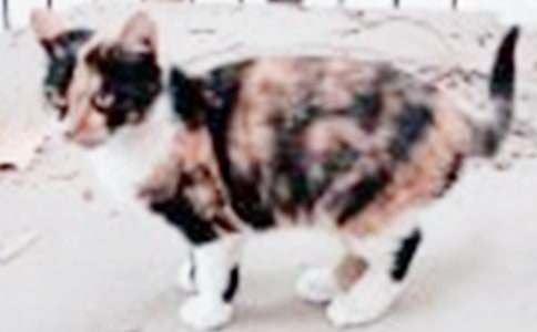 ��ѡСѧ��Сè����300�ֻ��5ƪ