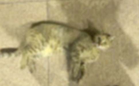 小猫小学作文300字汇编八篇