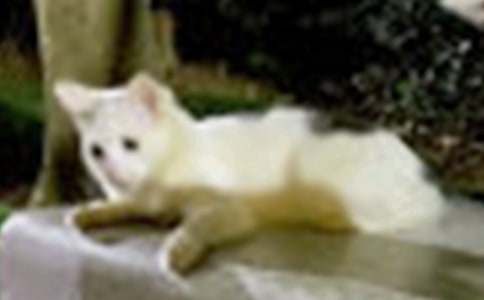 ���ڿɰ���Сè����400�ֻ�����ƪ