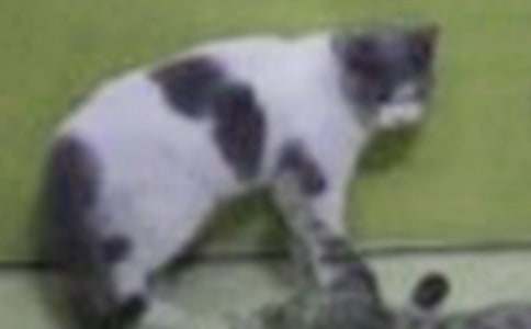 小猫小学作文300字锦集5篇