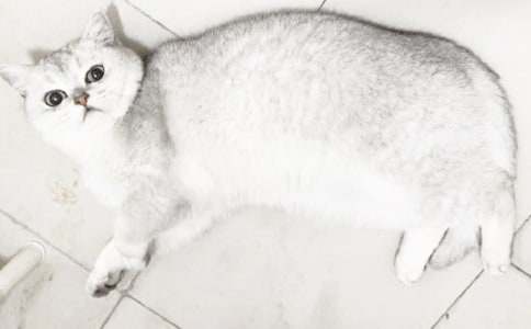 Сè�Ļ������ľ�ѡ8ƪ