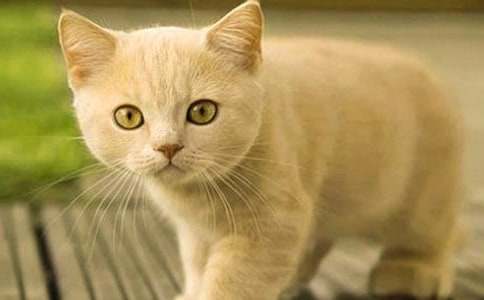 ���ر���Сѧ��Сè����300�ּ�����ƪ